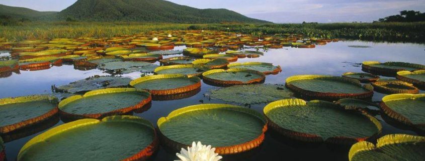 lotus