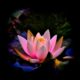lindo-lotus